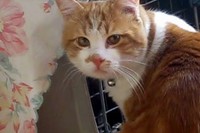 ネコちゃんの健気な姿にホロリときます。