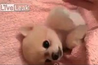 ぬいぐるみのようなこの容姿ですが、ふわっふわのお手てが動くよ～。