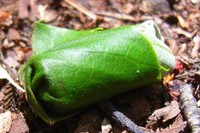 地面に落とされた「落とし文」（東北大学の発表資料より）