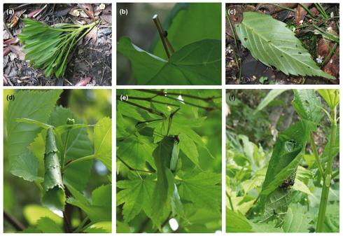 オトシブミ科の多様な植物加工法。(a)カラスチョッキリが産卵し切り落としたタブノキの新梢(b)イタヤカエデ新葉の葉柄を切るシリブトチョッキリ(c)ルリイクビチョッキリが産卵し切り落としたアラカシの新葉(d)カバイクビチョッキリがシラカバの新葉を切って作った葉巻き(e)イロハモミジの新葉を何枚も張り合わせて葉巻きを作るイタヤハマチョッキリ(f)イラクサの葉を切って葉巻きを作るコブオトシブミ（東北大学の発表資料より）