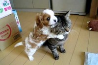 赤ちゃんワンコのところに遊びに来たネコちゃんでしたが、思いがけず熱烈歓迎を受けてしまいます。