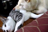 ストーブで温まって寝ているネコちゃん。そこへ来たワンコはストーブに温まりながら、さらに猫ちゃんを枕にスヤスヤ～。