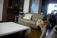 TVに映っているライオンが怖くて、ドキドキしているワンコの一部始終がとってもかわいい。