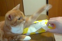 ティシュの箱に手をかけ、取ろうとすると、瞬時にぺシっとやられてしまいます。