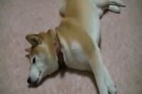 何でもできるのに、エサがある時とない時のこの落差!最後にピシッと決めちゃうところが面白すぎです。