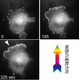細胞全体に分布していたFBP17－アクチン複合体（写真中の白い点）が、張力の上昇を受け時間の経過とともに運動先端に集まり、細胞の運動方向を決定する（神戸大の発表資料より）