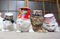 のせ猫キタ～!今度はスーパーカップを頭に乗せちゃいました!