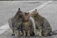 近所の猫友同志でサッカーを始めちゃいます。