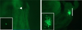 従来のヒトES細胞（左図）と違い、領域選択型ヒトES細胞（右図）は、マウスと異種間キメラ胚を形成する（近畿大の発表資料より）