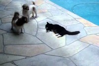プールサイドで気持ちよさそうに寝ているネコちゃんに、ちょっかいをだすわんこたち。