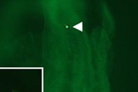 従来のヒトES細胞（左図）と違い、領域選択型ヒトES細胞（右図）は、マウスと異種間キメラ胚を形成する（近畿大の発表資料より）