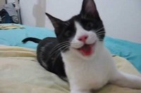 おもちゃを投げると、取って来てお飼い主のところへ持ってきます。