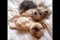 お廻りしたり、一回転したりを、パピーなりに一生懸命やっています。