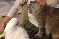 飼い主がネコちゃんを撫でていると、その横で撫でさせて!と対抗してくるオウム。