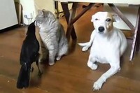 ネコちゃんとわんこが仲良く並んでお座りして、カラスからエサをもらっています。