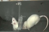 実験の様子（関西学院大の発表資料より）