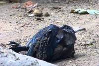 池にはまっておぼれてしまったカラスを熊が助けます。