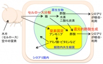 今回の研究で明らかになった細胞内共生細菌の役割を示す図（理化学研究所の発表資料より）