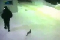 野良ネコたちが走り去っていきます。