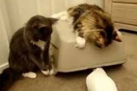 愛くるしく動くオウムを見ていたネコちゃん。