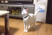 人間のように二足歩行をするネコちゃんなのですが、その行動が不思議・・・。