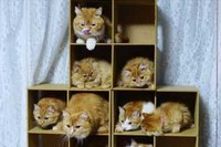 最後はかわいい集合写真で終わるのですが、その前のレーザーポインターに反応して、カーテンにつかまってズズズ～となったり、思わずぷっとなる映像です。