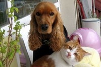 お散歩をしていたらくっついてくるようになった野良ネコ。