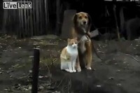 積極的にわんこに愛情表現をするネコちゃん。