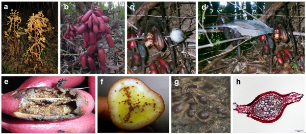 （a）ツチアケビ植物体（花期）、（b）ツチアケビ植物体（結実期）、（c）ツチアケビ花茎につかまるウグイス、（d）ツチアケビ果実を摂食するヒヨドリ、（e）ヒヨドリに摂食されたツチアケビ果実、（f）ツチアケビ果実の切片、（g）ヒヨドリ糞中のツチアケビ種子、（h）ツチアケビ種子の切片（リグニン化した種皮がサフラニンで赤く染色されている）（京都大学の発表資料より）