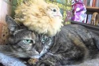 ネコが大好きで一緒に眠るひよこ。