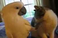 ネコちゃんがオウムの足を舐めてあげています!よほど気持ち良かったのか、オウムちょっと声が出てしまいます。