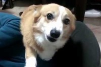 ママをたたく真似をすると、ものすごい形相で守ろうとするわんこ。