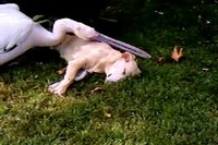 気持ちよく寝ているわんこをはぐはぐ食べようとするペリカン・・・