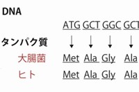 遺伝暗号によるDNAの塩基配列からタンパク質のアミノ酸配列への変換を示す図。DNAの塩基配列の情報を遺伝暗号に従って変換するとタンパク質中のアミノ酸配列が得られる。塩基にはA、G、C、Tの4種類があり、アミノ酸には、メチオニン（Met）やアラニン（Ala）など20種類が存在する。遺伝子末端の「TAG」はタンパク質合成の終了を意味する終止コドンである。（理化学研究所の発表資料より）