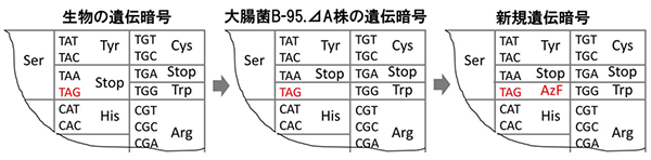 大腸菌(B-95.⊿A株)におけるTAGコドンの役割を示す図。TAGコドンは通常の生物の遺伝暗号ではタンパク質合成の終了を意味する(左)。一方、研究グループが今回開発したB-95.⊿A株ではその意味を喪失する(中)。このような遺伝暗号は天然には存在しない。さらにTAGコドンを新規アミノ酸(アジドフェニルアラニン(AzF)など)に意味づけることで有用なタンパク質の生産に応用できる(右)。(理化学研究所の発表資料より) 大腸菌(B-95.⊿A株)におけるTAGコドンの役割を示す図。TAGコドンは通常の生物の遺伝暗号ではタンパク質合成の終了を意味する(左)。一方、研究グループが今回開発したB-95.⊿A株ではその意味を喪失する(中)。このような遺伝暗号は天然には存在しない。さらにTAGコドンを新規アミノ酸(アジドフェニルアラニン(AzF)など)に意味づけることで有用なタンパク質の生産に応用できる(右)。(理化学研究所の発表資料より)