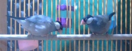 北海道大学の研究グループは、文鳥は求愛歌の特定のフレーズにあわせて嘴を鳴らしていることを発見した。