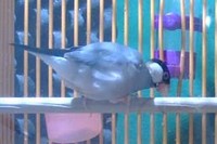 北海道大学の研究グループは、文鳥は求愛歌の特定のフレーズにあわせて嘴を鳴らしていることを発見した。