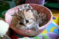 グレムリンに出てくるギズモのかわいい動きやしぐさは、この子からできたんじゃないの!?