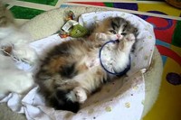 仰向けのままだらんと伸びたからだと楽しそうに動く手がとってもかわいいです!