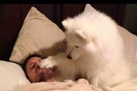 この大きな体で、しかしそっと飼い主を起こしてくれるんです。