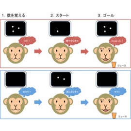 今回の研究で実施した数の加減操作課題 のイメージ。(図:東北大学医学系研究科の発表資料より) 今回の研究で実施した数の加減操作課題 のイメージ。(図:東北大学医学系研究科の発表資料より)