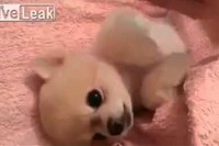 お腹を気持ちよさそうに撫でてもらっているわんこ。