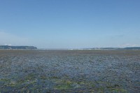 厚岸湖に広がるアマモ場（写真：北海道大学の発表資料より）