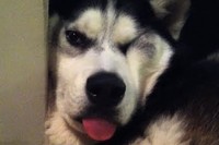 ハスキー犬が寝ています。