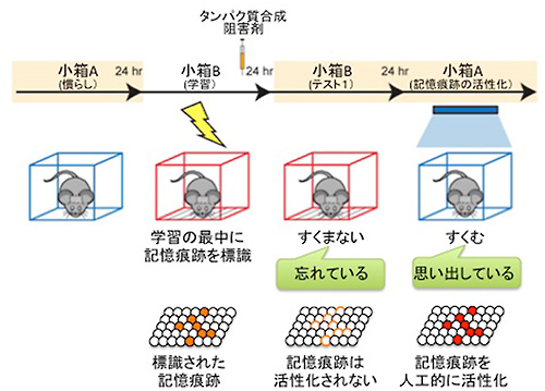 今回の研究で実施した実験の概要を示す図。小箱Bで怖い体験をした後に、タンパク質合成阻害剤をマウスに注射し、シナプス増強を阻害すると、翌日、同じ小箱Bにマウスを入れても(テスト1)すくみ反応を示さず、小箱Bの怖い体験の記憶を忘れていた。しかし、さらに次の日、小箱Bの怖い体験の記憶痕跡を光遺伝学的手法で人工的に活性化(赤い細胞)すると、マウスは怖い体験を思い出して、すくみ反応を示した。(理化学研究所の発表資料より) 今回の研究で実施した実験の概要を示す図。小箱Bで怖い体験をした後に、タンパク質合成阻害剤をマウスに注射し、シナプス増強を阻害すると、翌日、同じ小箱Bにマウスを入れても(テスト1)すくみ反応を示さず、小箱Bの怖い体験の記憶を忘れていた。しかし、さらに次の日、小箱Bの怖い体験の記憶痕跡を光遺伝学的手法で人工的に活性化(赤い細胞)すると、マウスは怖い体験を思い出して、すくみ反応を示した。(理化学研究所の発表資料より)