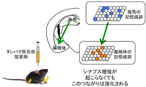 マウスにタンパク質合成阻害剤を投与しシナプス増強を阻害しても、小箱Bでの嫌な記憶に対応した、海馬の記憶痕跡と扁桃体の記憶痕跡のつながりは強化される。（理化学研究所の発表資料より）