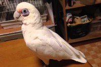 幸太郎君、ちゃんと自分の意志を話して会話しています。