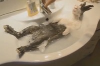 何の動物??人間のような寝姿の入浴シーンからスタート!猫にわんこににわとりに、笑ってください。