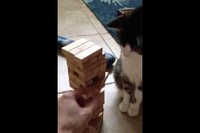 まさか～と思ったあなた、この猫ちゃんマジで強いんです。