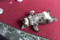 生後1か月の仔猫ちゃんです。